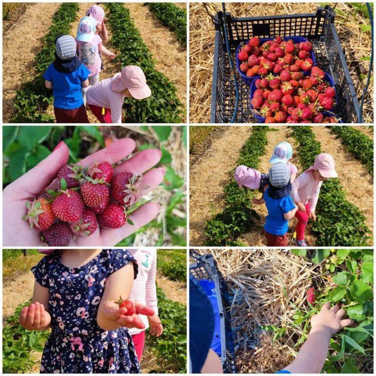 Mehr über den Artikel erfahren Erdbeeren pflücken