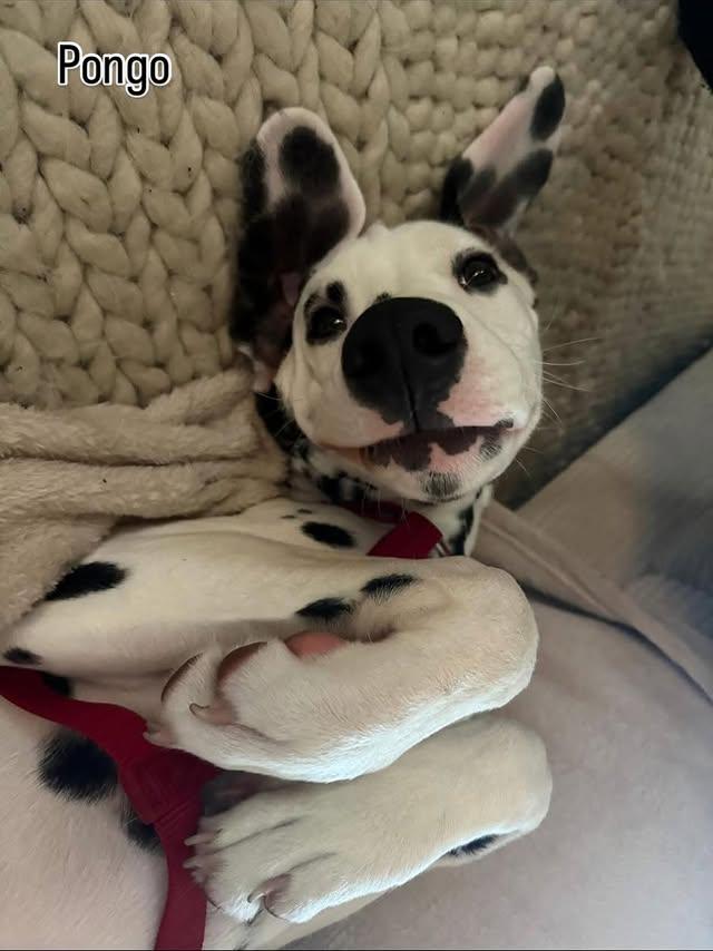 Mehr über den Artikel erfahren Unser Dalmatiner