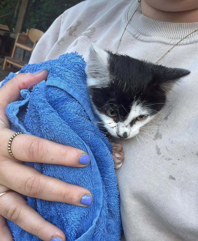 Mehr über den Artikel erfahren Piper