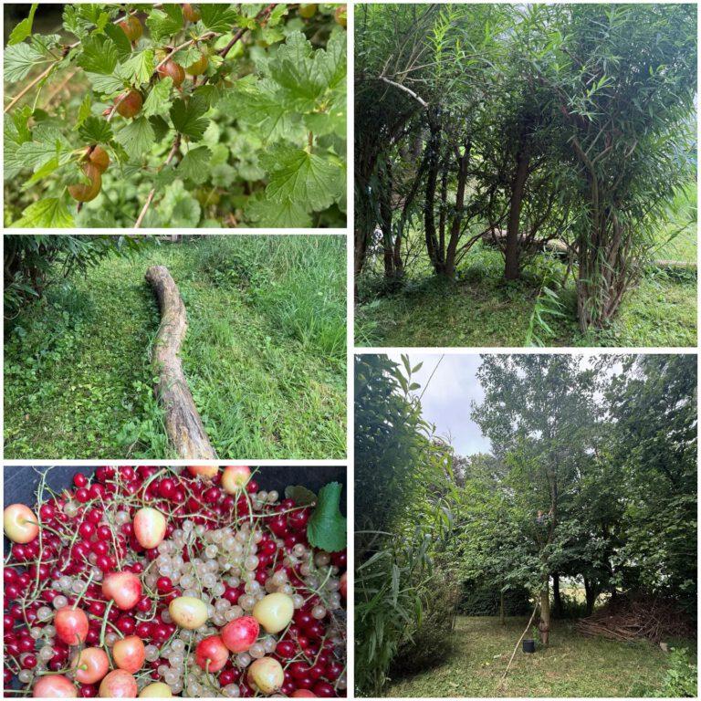 Mehr über den Artikel erfahren Wir haben einen Schrebergarten!