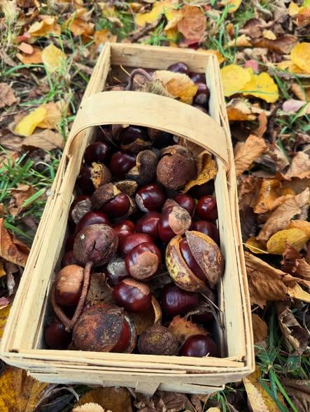 Du betrachtest gerade Kastanien sammeln im Schrebergarten