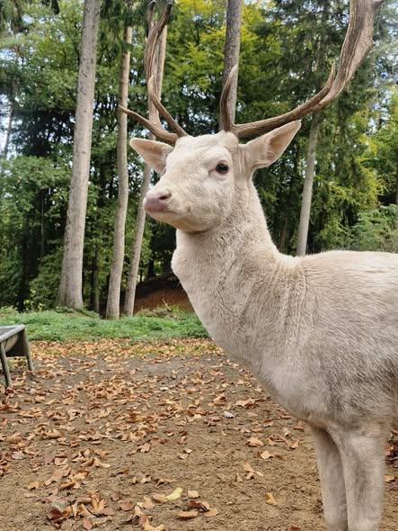 Mehr über den Artikel erfahren Wildpark schwarze Berge